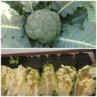 食べ頃