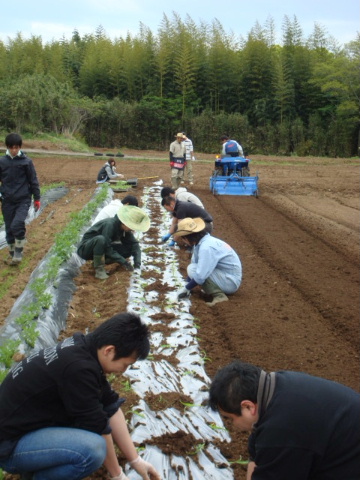 さくら畑・・・共生労働の巻♪