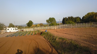 メキシコ原産 ♪