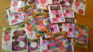 メキシコ原産 ♪