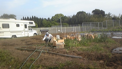 さくら咲くー♪