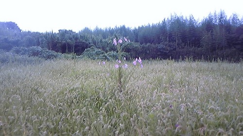 やっぱ自然ってスゴーイ!