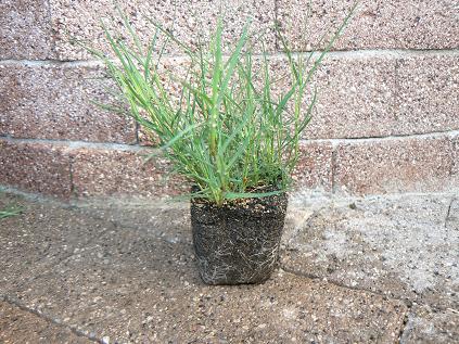 芝生の苗は順調です