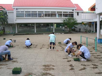 富士見が丘幼稚園 芝植え完了!
