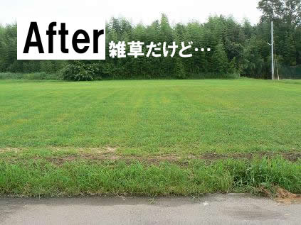 今はただただ「草」刈りのみです