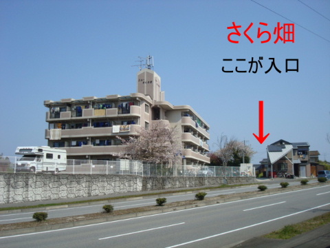 明日は雨になりそうですが…