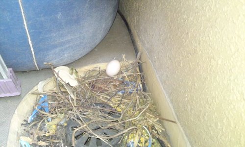 ベランダで鳩が卵を産みました