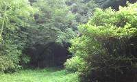 山は生命力に満ち溢れていました