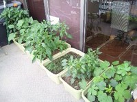 ２週間たったら…こんなにも？！