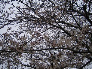 お花見に参加してきました!