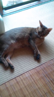 キツネ(?_?)