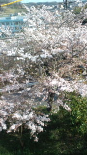 満開じゃぁぁぁ〜