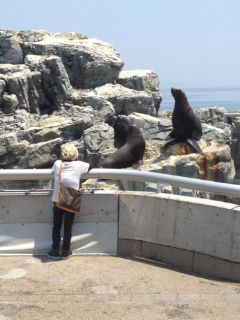 うみたまごアルバム