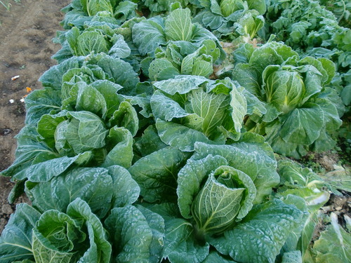 野菜も寒そう (/´θ`)/