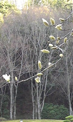 こぶしの花