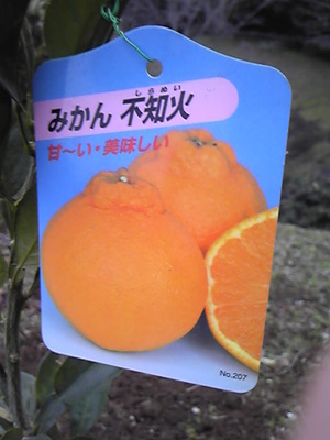遅くなったけど
