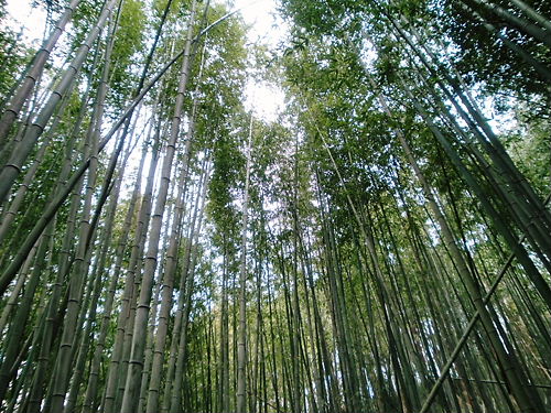 癒されに