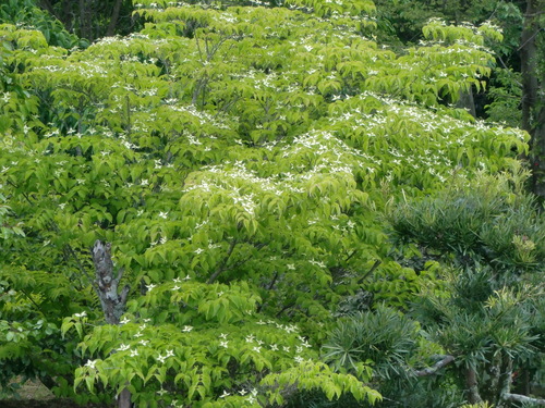 山ぼうし