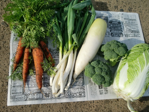 お礼は野菜で