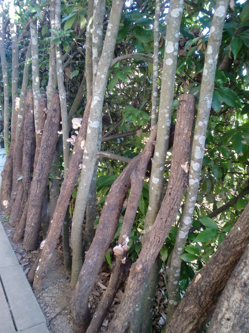 嬉しい頂き物(^^♪