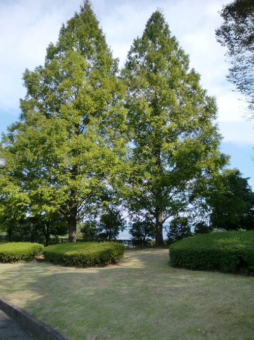 この木が好き（＾＾♪