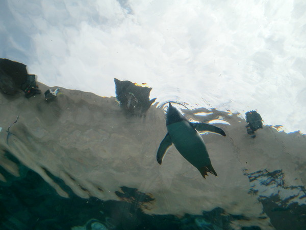 空飛ぶペンギン