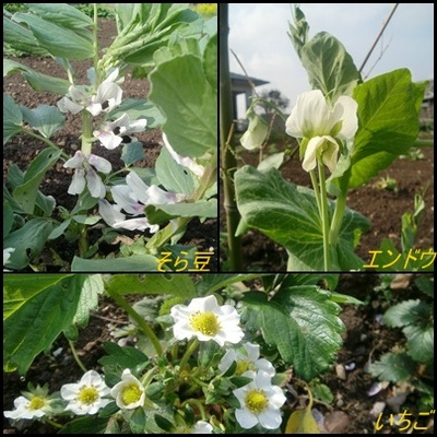 野菜花