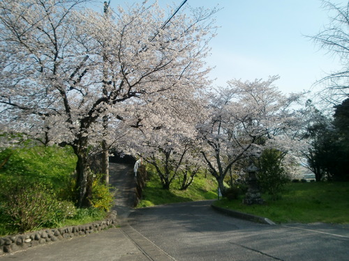 ただいま満開