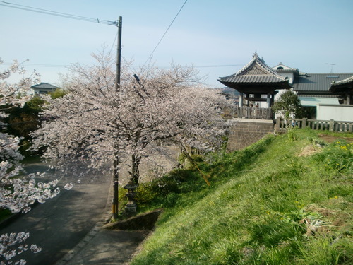 ただいま満開