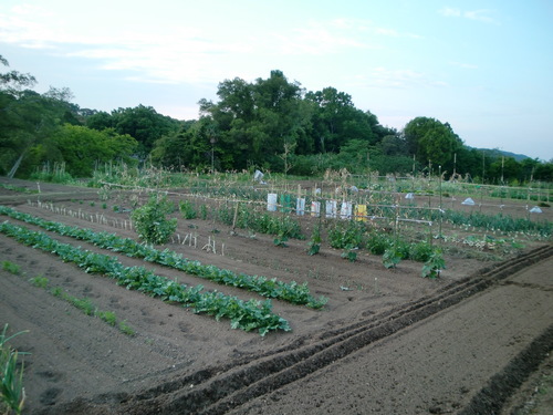 夏野菜