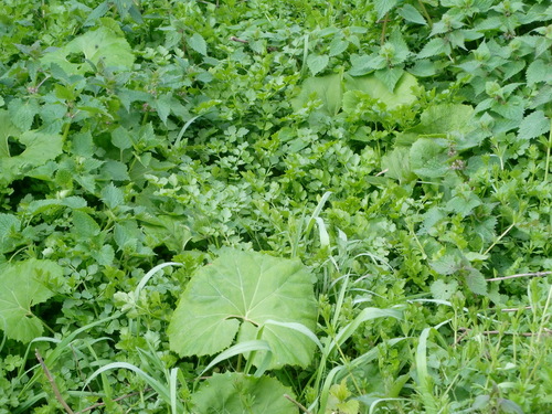 草？