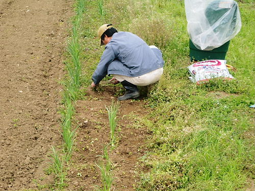 野菜作り１年生