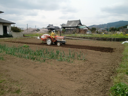 野菜作り１年生