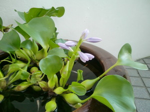 花が咲いてる＾＾