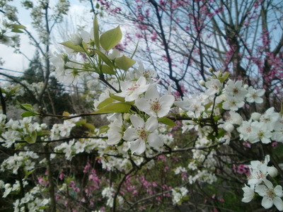野菜花