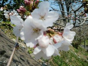 春の日差し
