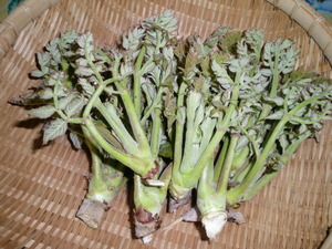 春を食らう