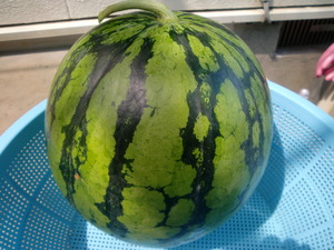 夏やな～～~(=^‥^A ｱｾｱｾ・・・