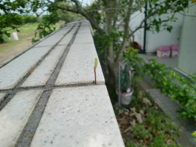 いい雨かも＾＾