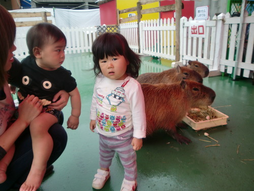 カピパラ見に~