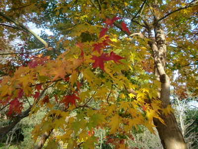 紅葉