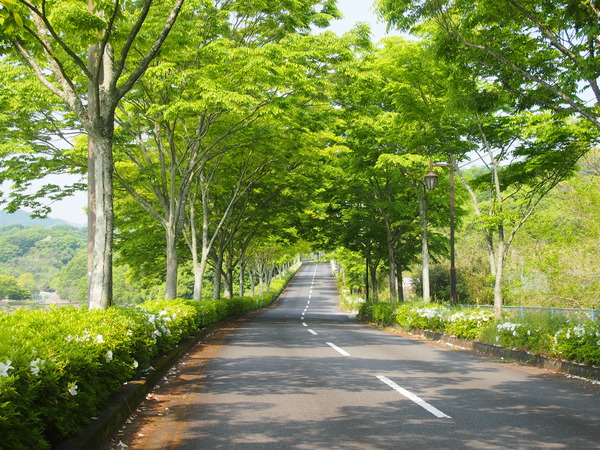 緑のトンネル
