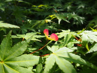 花？ですよね・・・