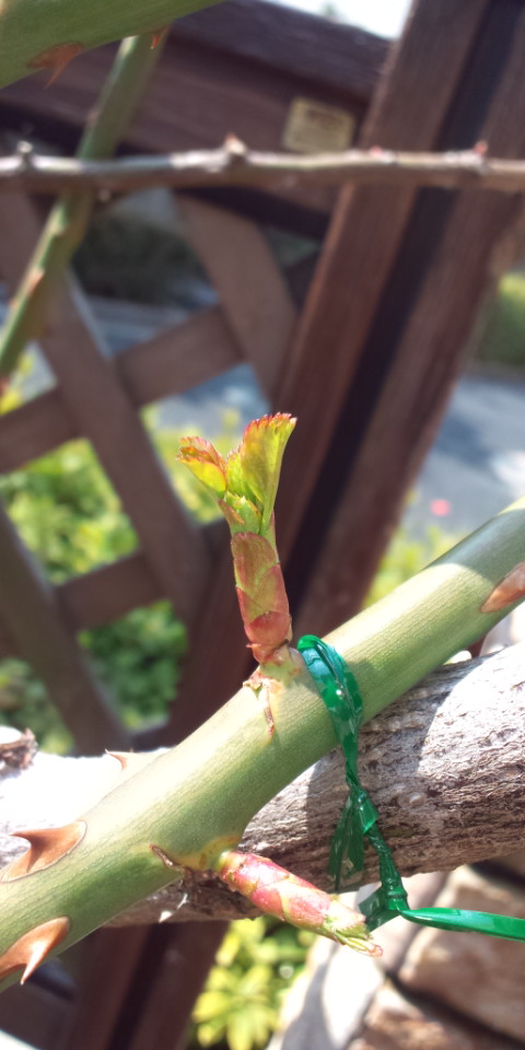 バラの芽