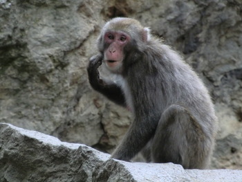 さる・るるる