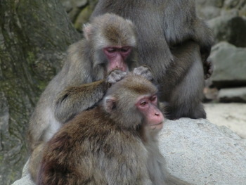 さる・るるる