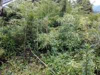 実家の草刈（下見）