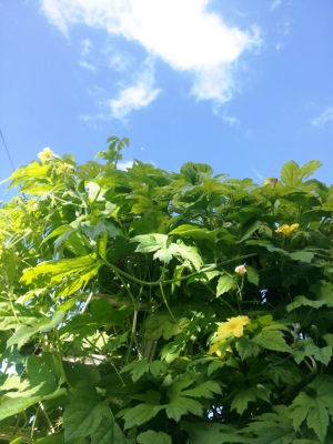 秋空