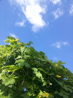 秋空