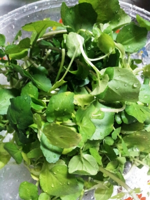 ナリネ菌ヨーグルト